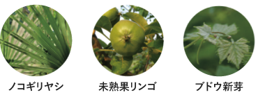 ノコギリヤシ 未熟果リンゴ ブドウ新芽